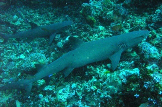Sharks in Shark Point