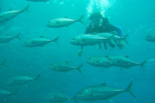 Diving in Padang Bai