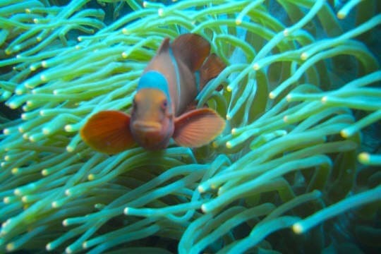 Clownfish in Tulamben