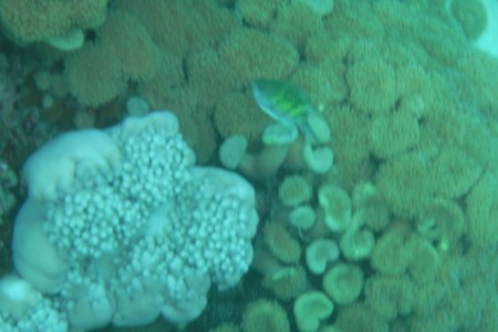 menjangan-5