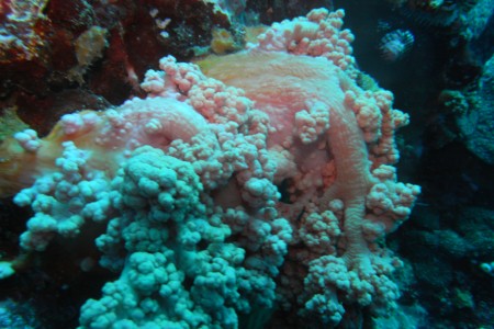 padangbai-3