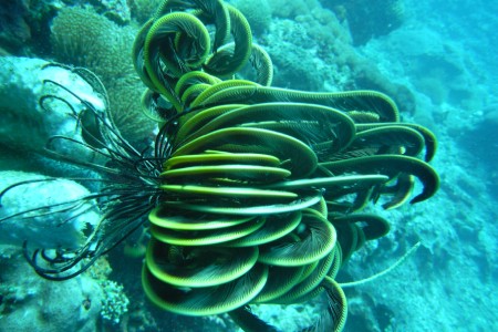 padangbai-4